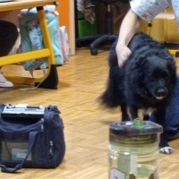 Kajko (8)