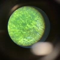 biologia (8)